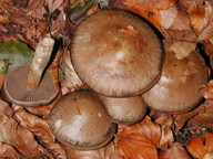 Cortinarius infractus