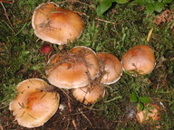 Cortinarius turmalis