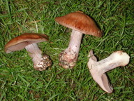 Cortinarius spadicellus