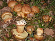 Cortinarius quercilicis