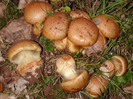 Cortinarius quercilicis