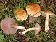 Cortinarius variiformis