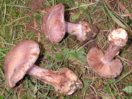 Cortinarius sodagnitus