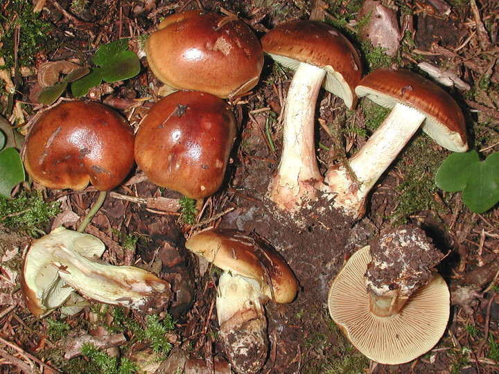 Cortinarius nanceiensis