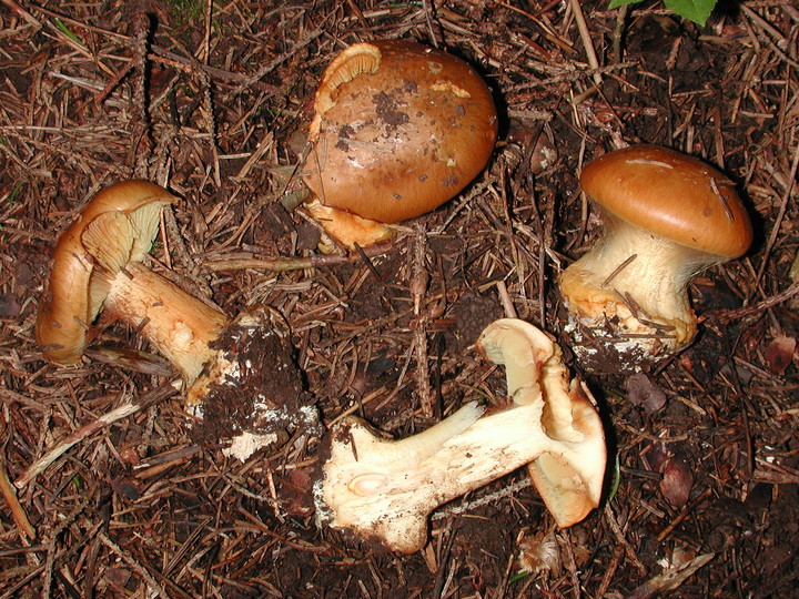 Cortinarius elegantior