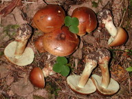 Cortinarius nanceiensis