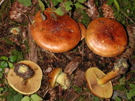 Cortinarius meinhardii