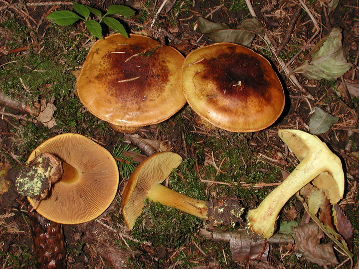 Cortinarius meinhardii