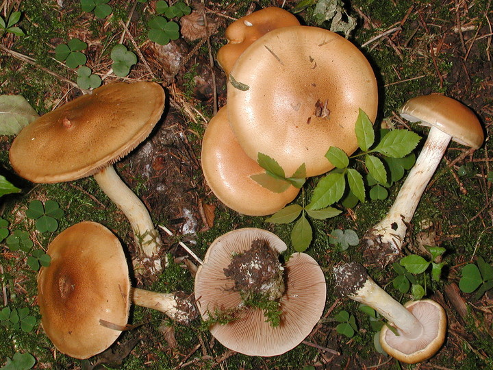 Cortinarius olidus