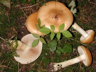 Cortinarius olidus