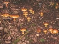 Cortinarius meinhardii