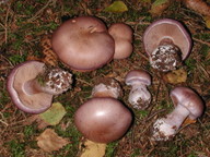 Cortinarius variecolor