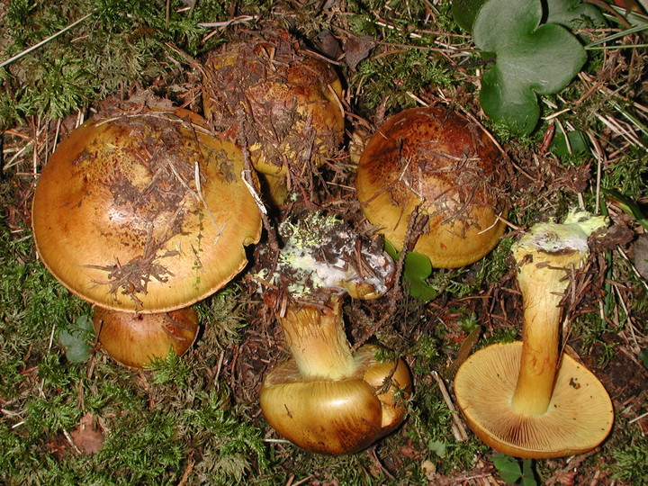 Cortinarius meinhardii