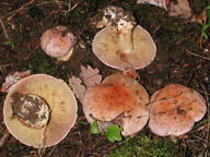 Cortinarius rufoolivaceus