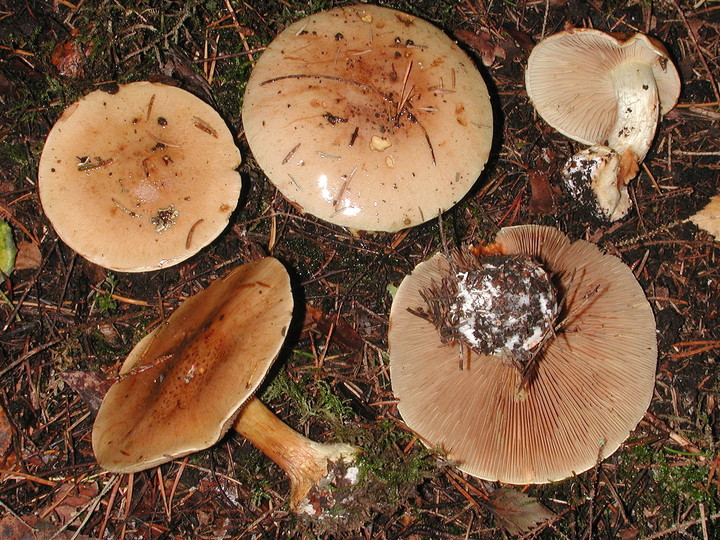 Cortinarius sulfurinus