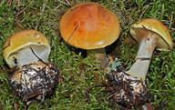 Cortinarius aureofulvus