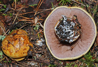 Cortinarius calochrous