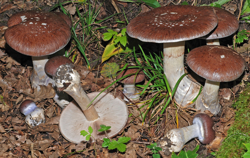 Cortinarius praestans