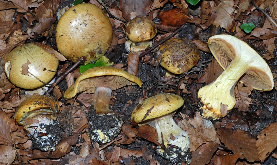 Cortinarius citrinus