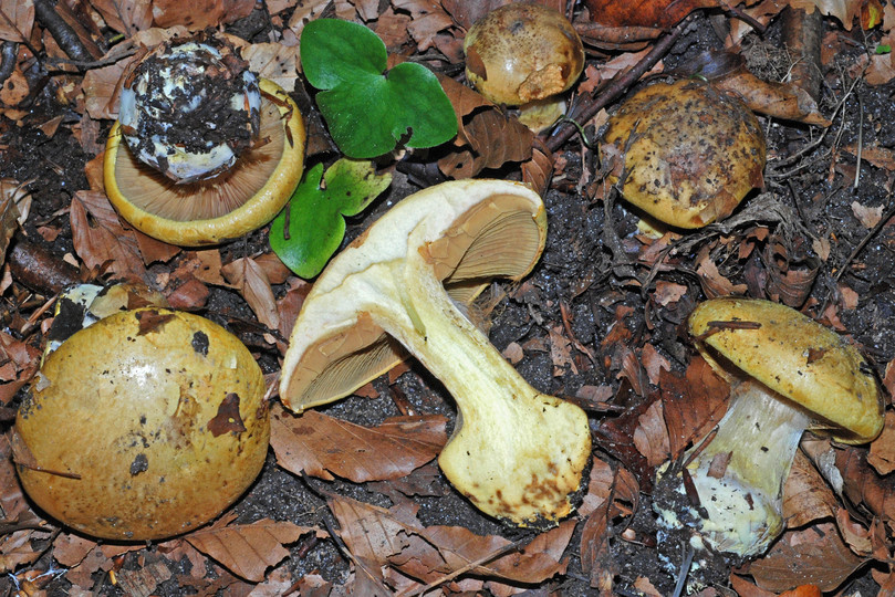 Cortinarius citrinus