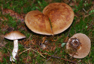 Cortinarius balteatus