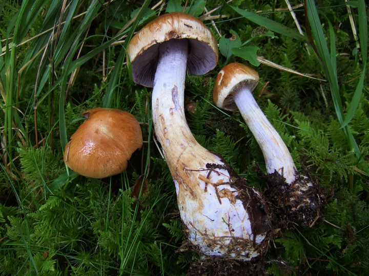 Cortinarius riederi