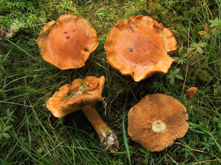 Cortinarius saginus