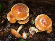 Cortinarius turmalis