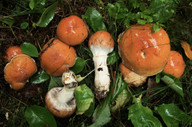 Cortinarius claricolor