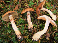 Cortinarius spadicellus