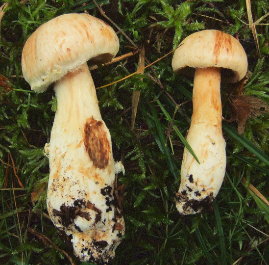 Cortinarius fraudulosus