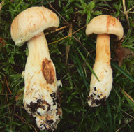 Cortinarius fraudulosus