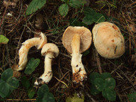 Cortinarius fraudulosus