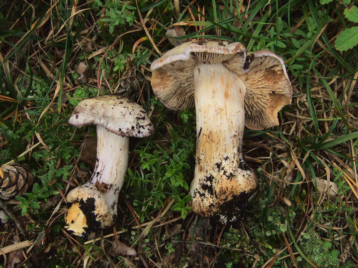 Cortinarius caesiocanescens