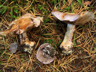 Cortinarius terpsichorus