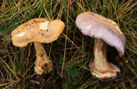 Cortinarius terpsichorus