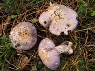 Cortinarius terpsichorus