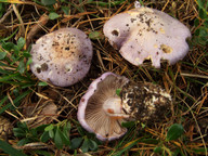 Cortinarius terpsichorus