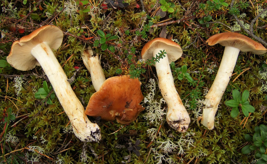 Cortinarius turmalis