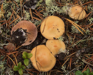 Cortinarius leucophanes