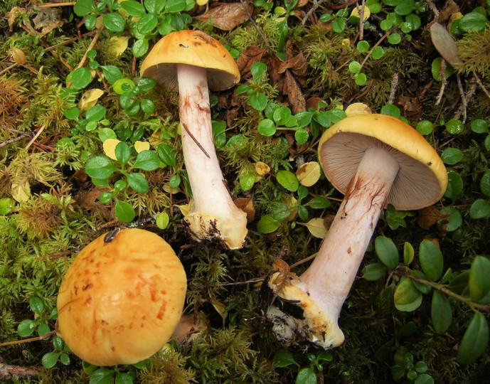 Cortinarius piceae