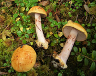 Cortinarius piceae