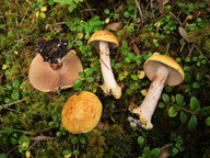 Cortinarius piceae