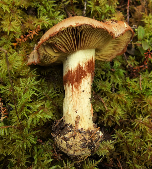 Cortinarius cupreorufus
