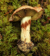 Cortinarius cupreorufus