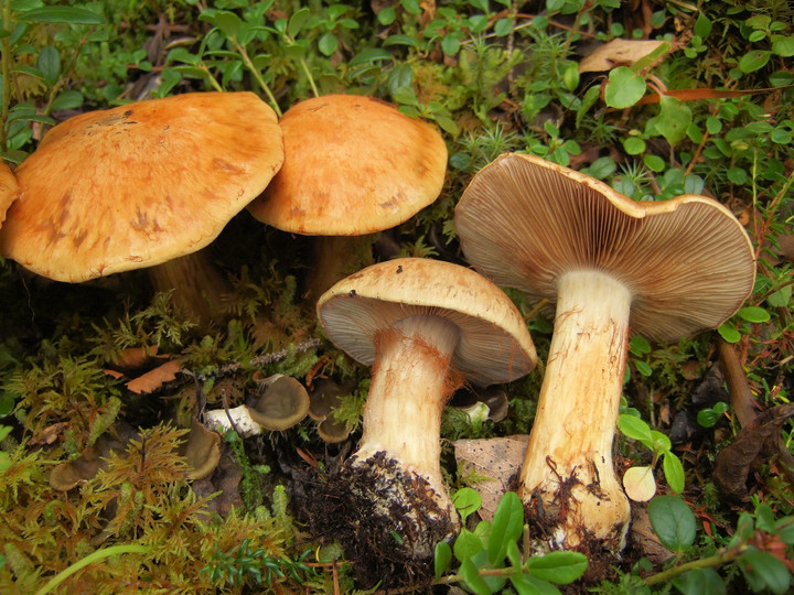 Cortinarius glaucopus