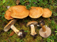 Cortinarius glaucopus