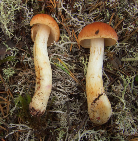 Cortinarius turmalis