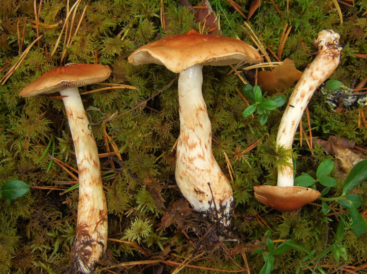 Cortinarius papulosus