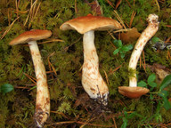 Cortinarius papulosus